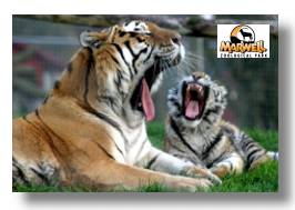 See your favourite animals at Marwell Zoo
